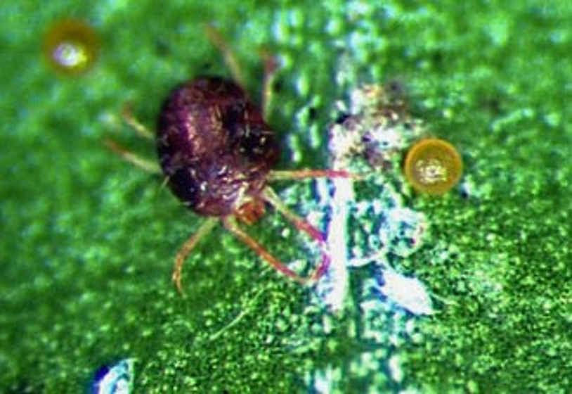 A tiny spider mite and two eggs on the leaf of a boxwood plant.